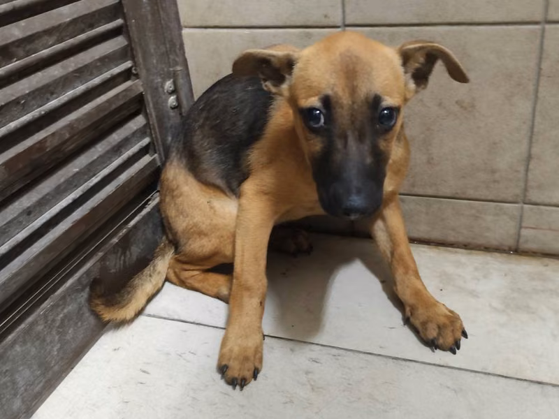 Tan young female mixed-breed dog, Large, shelter no. …1113