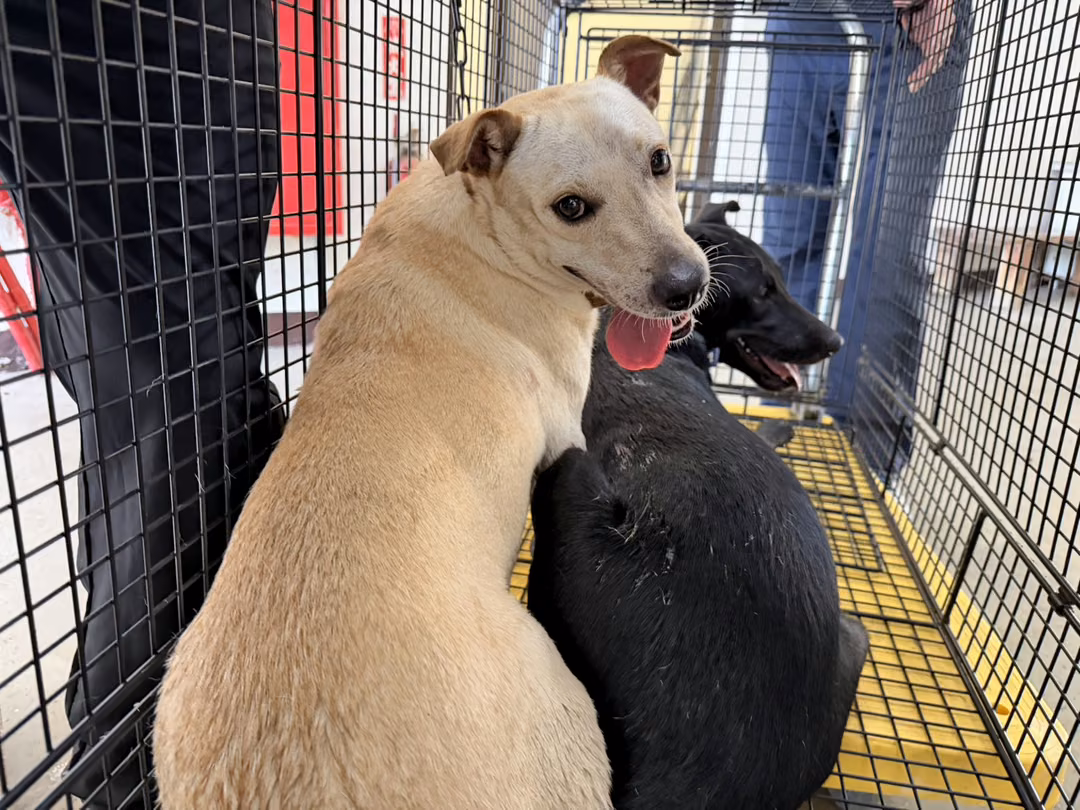 White adult female mixed-breed dog, Medium, shelter no. …6002