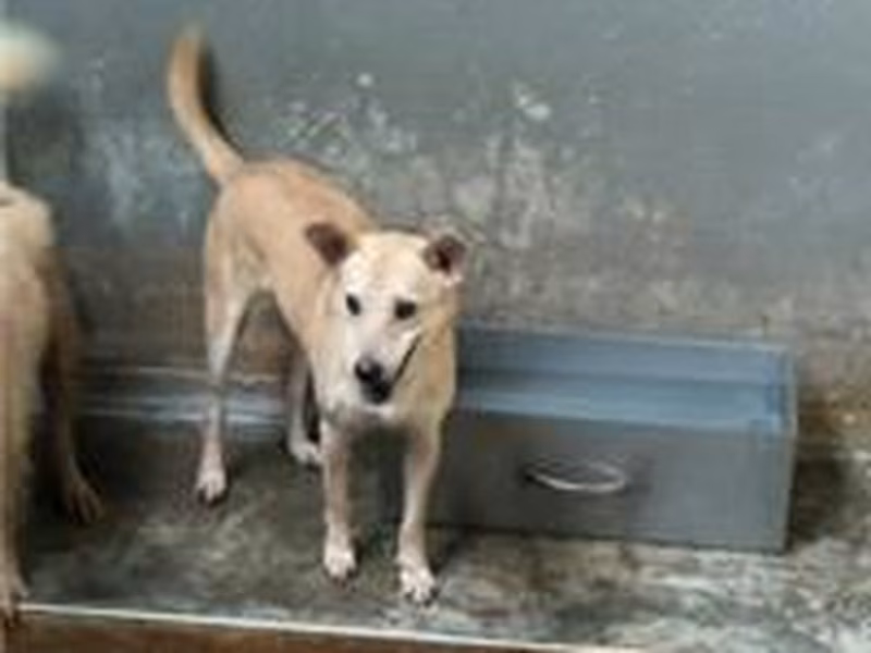 Cream adult male mixed-breed dog, Medium, shelter no. …1212
