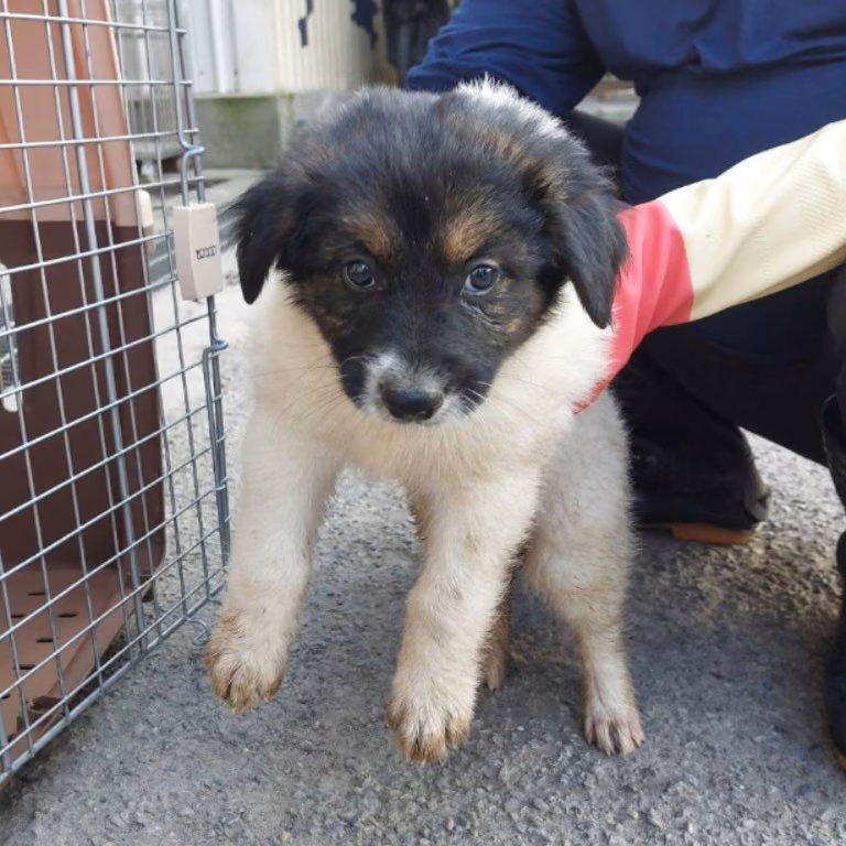 Black-and-white young male mixed-breed dog, Medium, shelter no. …5001