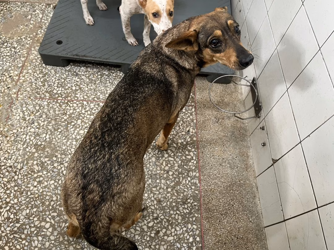 Tan adult female mixed-breed dog, Large, shelter no. …25-1