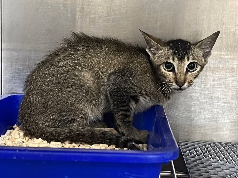 Black tabby young male mixed-breed cat, Small, shelter no. …5001