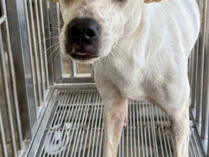 Tan-and-white adult female mixed-breed dog, Medium, shelter no. …7004