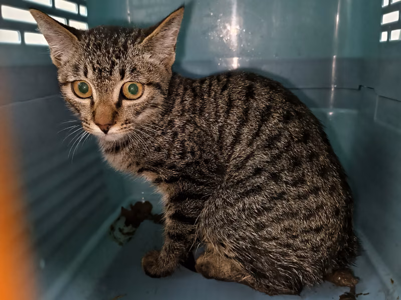 Black tabby adult male mixed-breed cat, Medium, shelter no. …3006