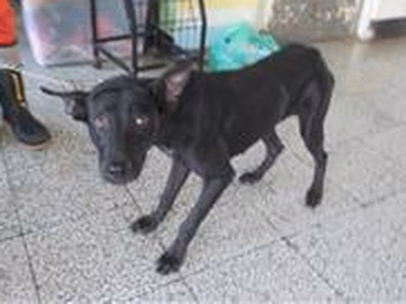Black adult female mixed-breed dog, Medium, shelter no. …7003