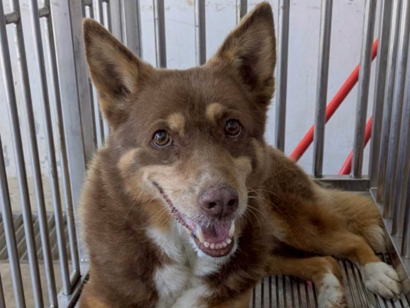 Brown adult female mixed-breed dog, Medium, shelter no. …0001
