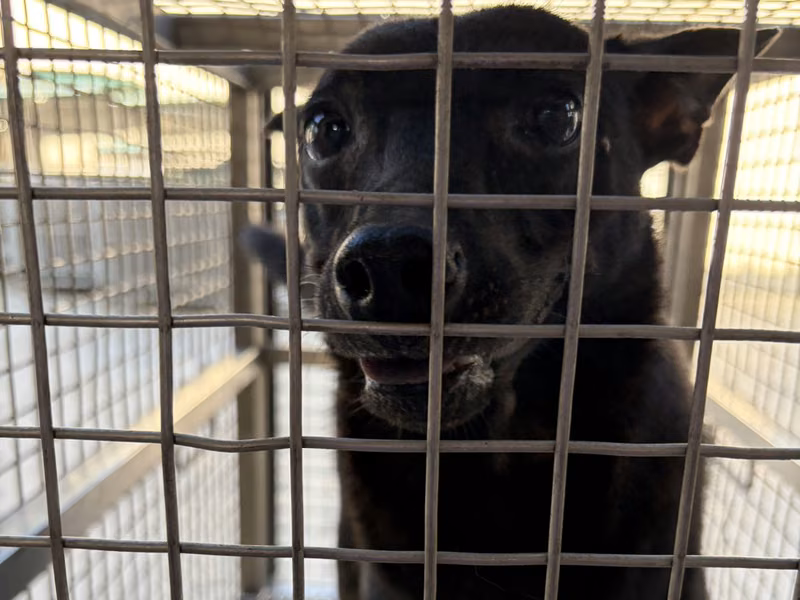 Black adult male mixed-breed dog, Medium, shelter no. …04-D