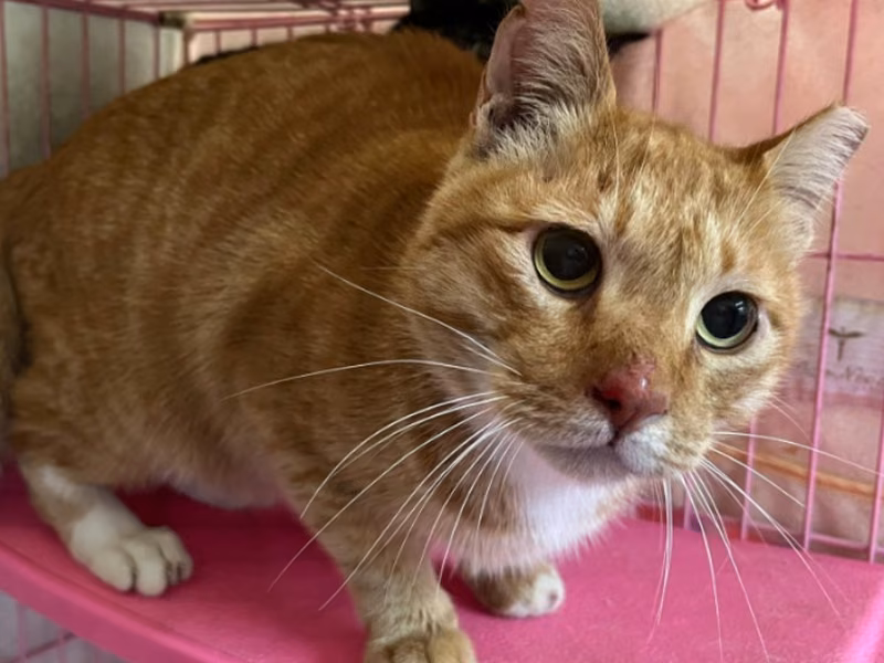 ミックス猫(オス・成猫・茶と白)、中型, 施設番号 …2003