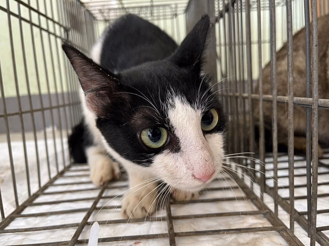 Black-and-white adult male mixed-breed cat, Small, shelter no. …2C02