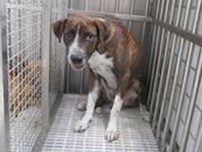 Tabby-and-white adult male mixed-breed dog, Medium, shelter no. …5517