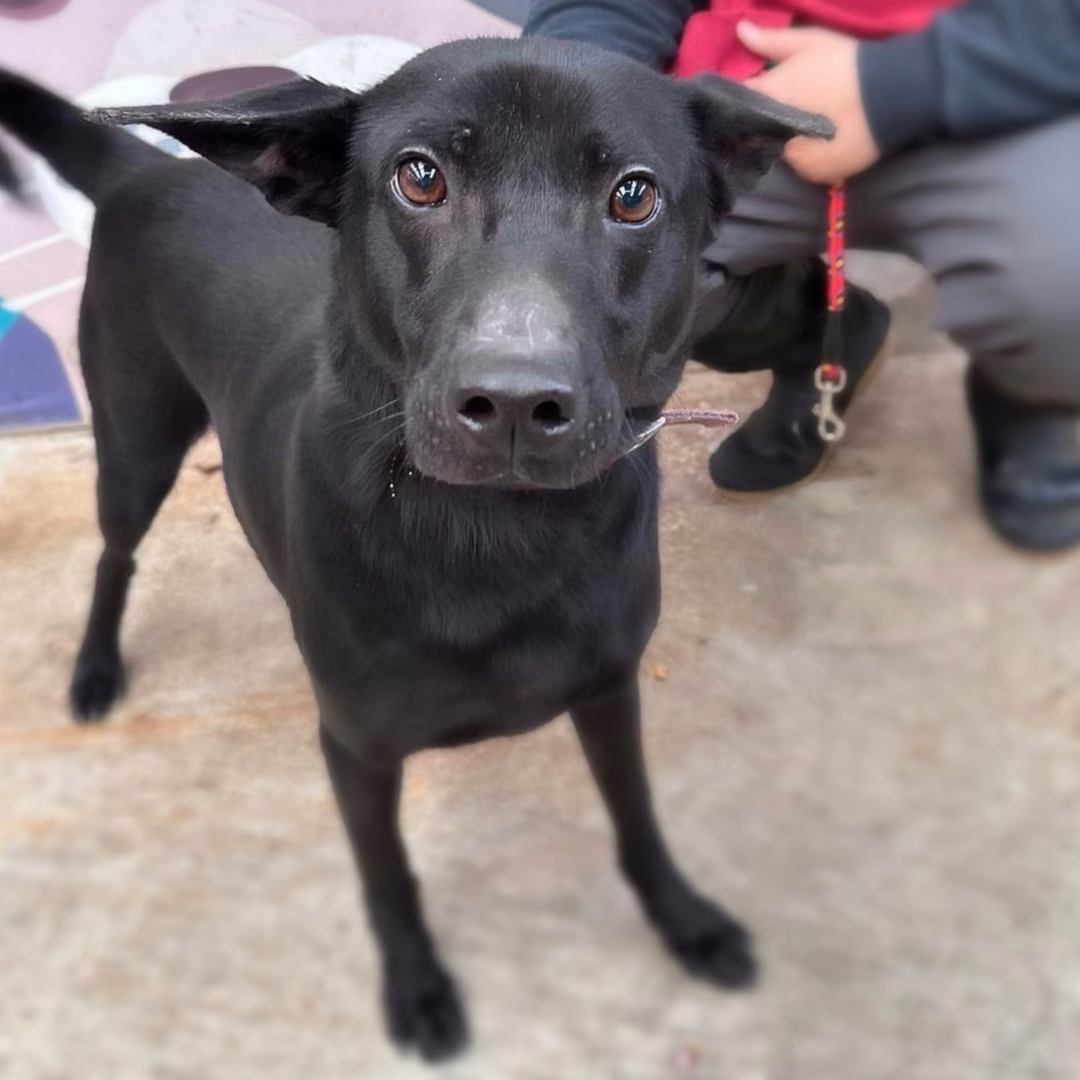Black adult male mixed-breed dog, Medium, shelter no. …9002