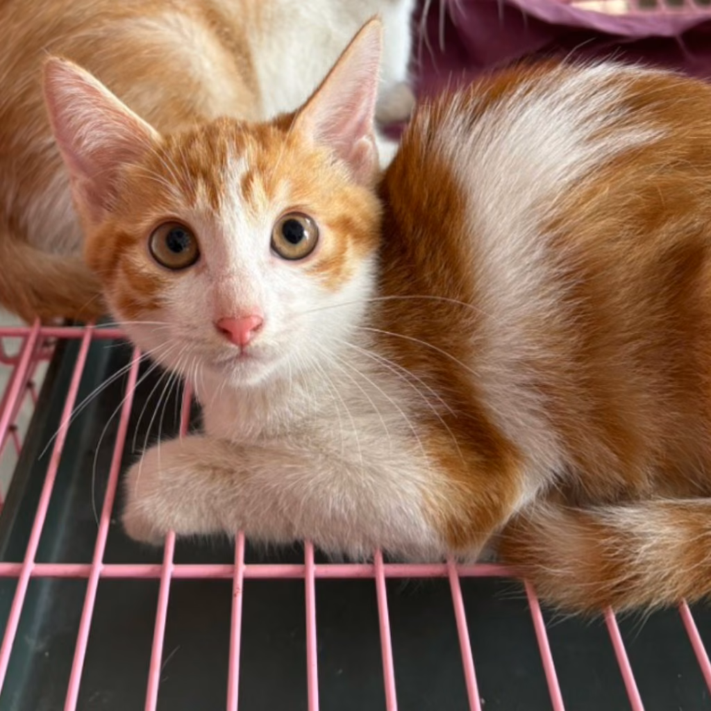 Orange-and-white adult female mixed-breed cat, Medium, shelter no. …3009
