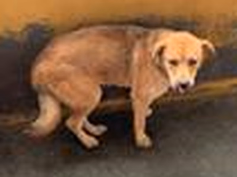 Tan adult female mixed-breed dog, Large, shelter no. …6004