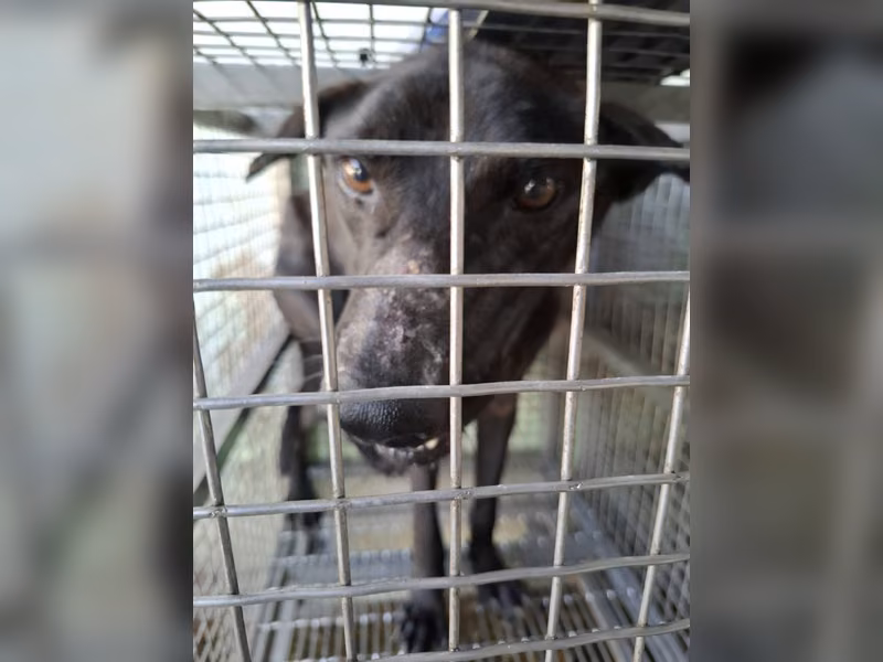 Black adult male mixed-breed dog, Medium, shelter no. …7-07