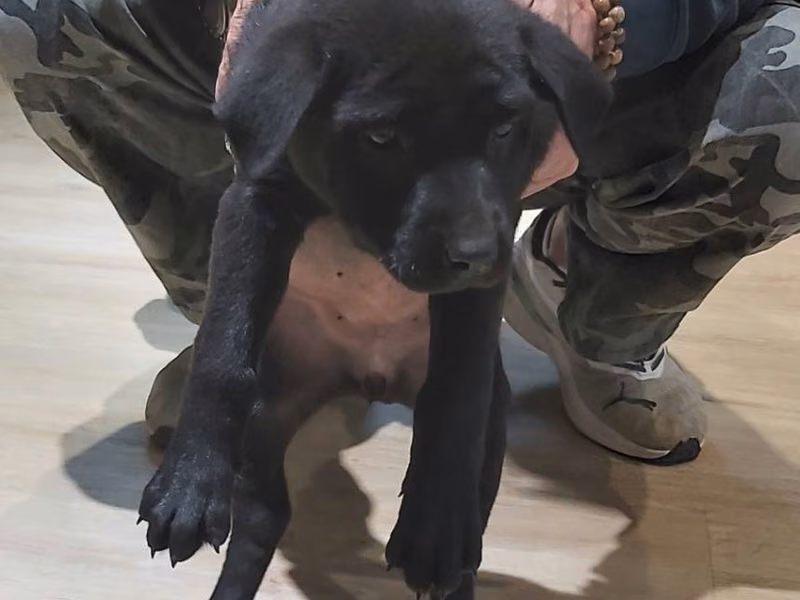 Black young female mixed-breed dog, Small, shelter no. …8006
