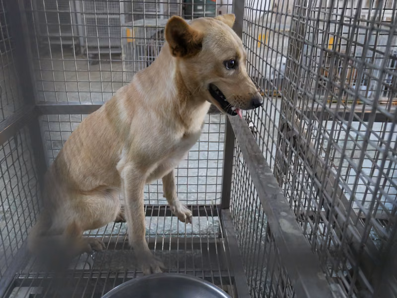 Tan adult female mixed-breed dog, Medium, shelter no. …2-02