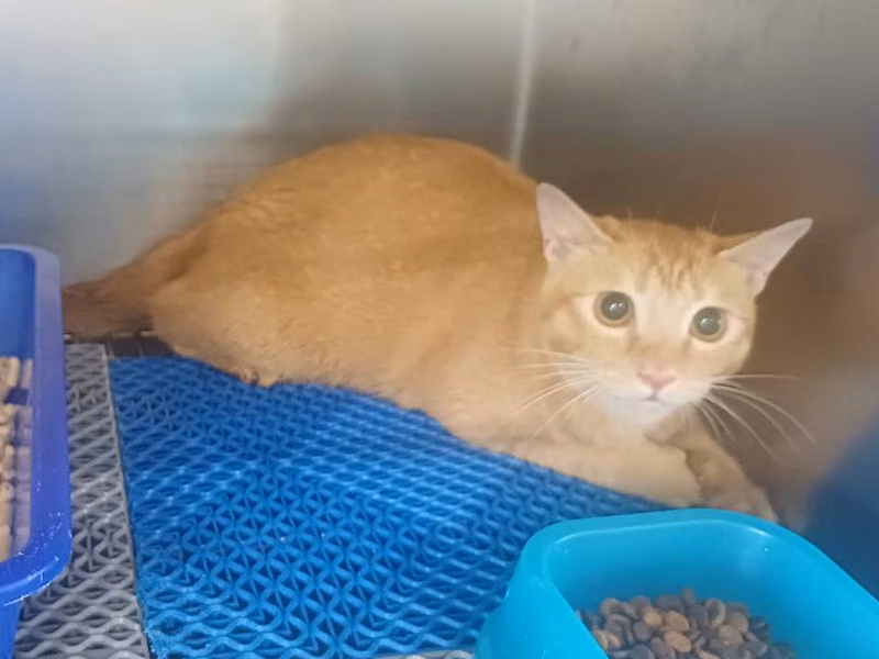 Orange tabby adult female mixed-breed cat, Medium, shelter no. …3002