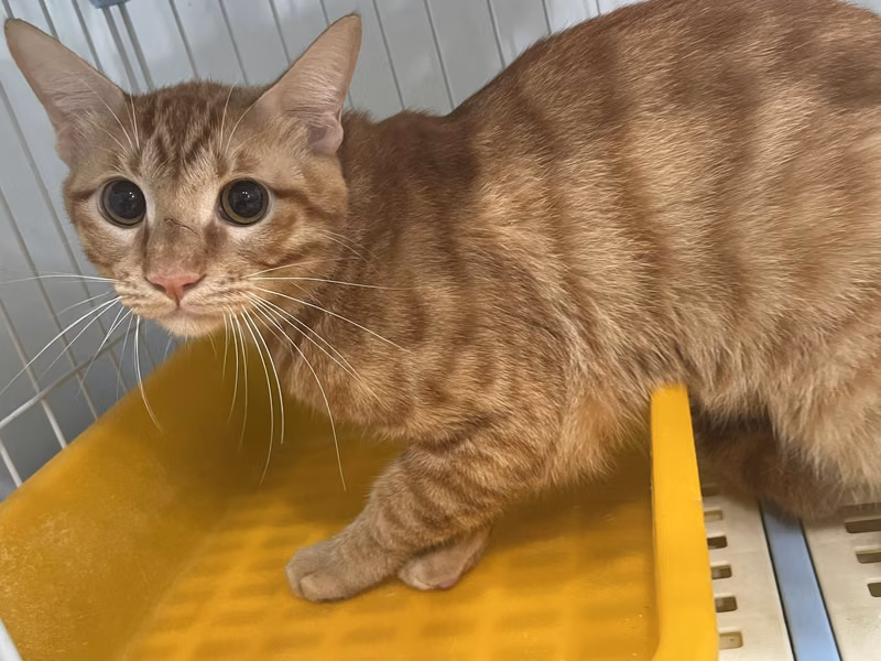 Orange tabby adult male mixed-breed cat, Medium, shelter no. …6006