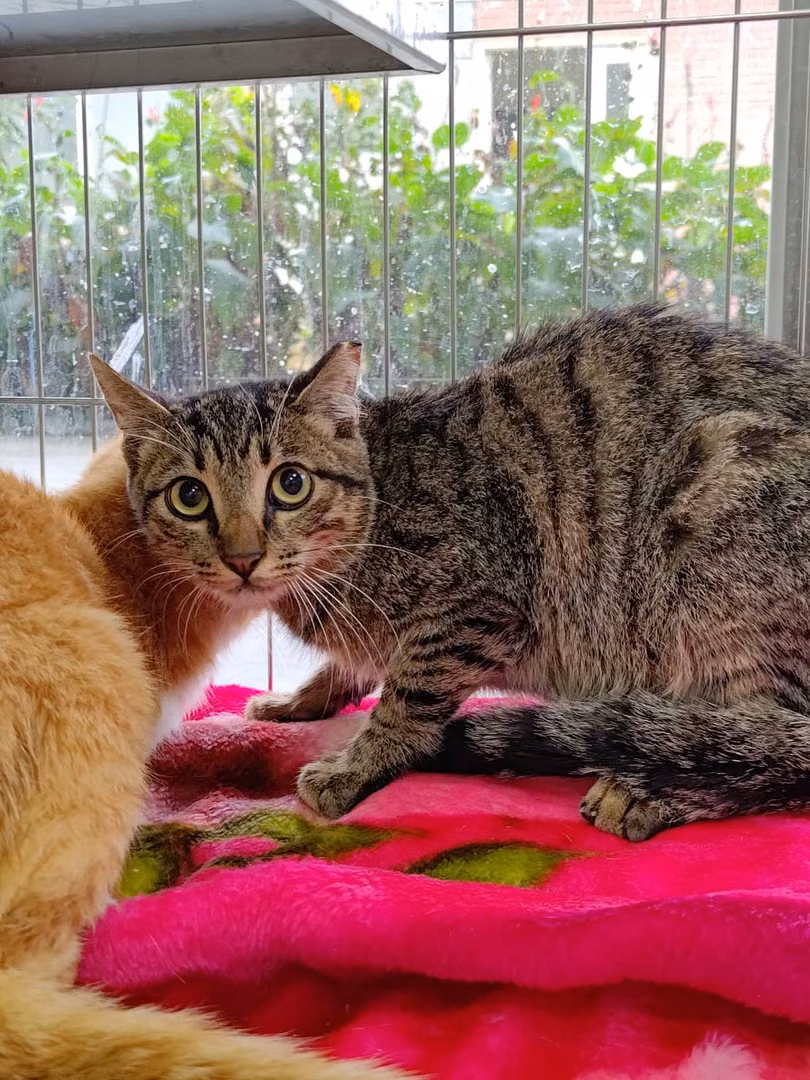 Tabby adult male mixed-breed cat, Medium, shelter no. …2006