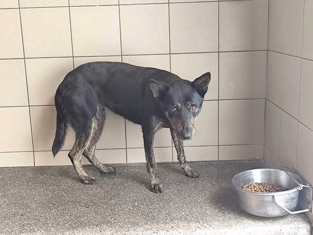 Black adult female mixed-breed dog, Large, shelter no. …0502
