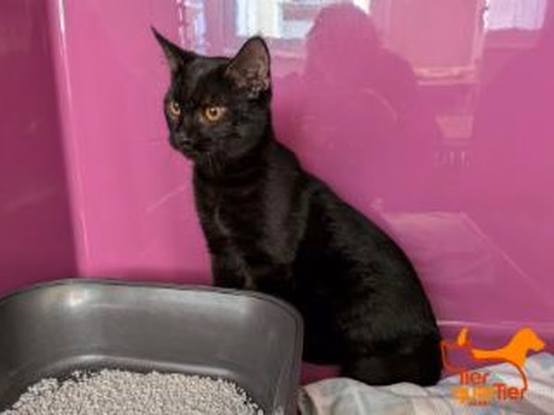Black young male European Shorthair, shelter no. …4189