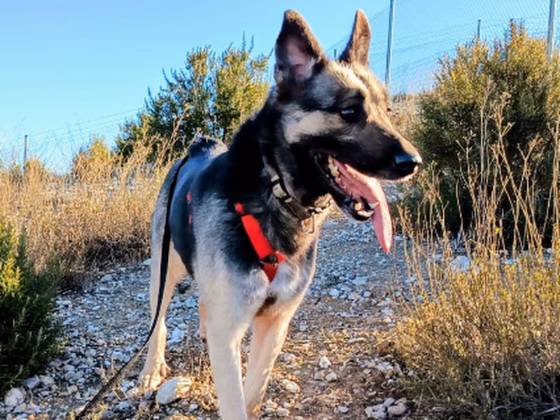 Xareni, Adult · Female · Medium · Mixed breed