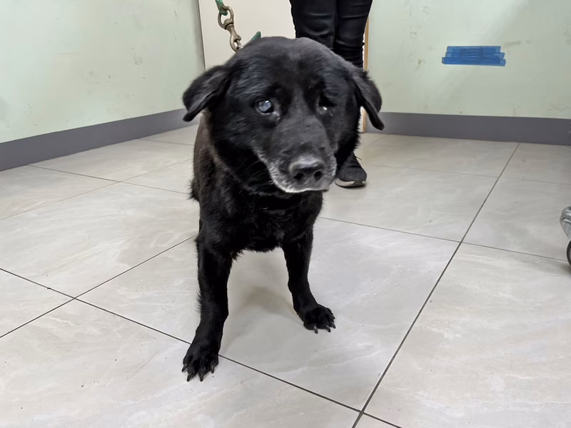 Black adult male mixed-breed dog, Medium, shelter no. …3D02
