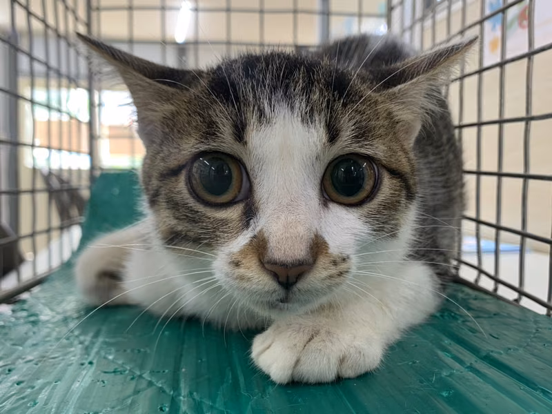 Tabby-and-white adult female mixed-breed cat, Medium, shelter no. …1005