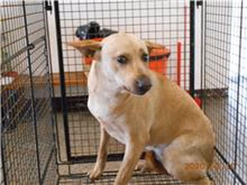Tan adult female mixed-breed dog, Medium, shelter no. …0003