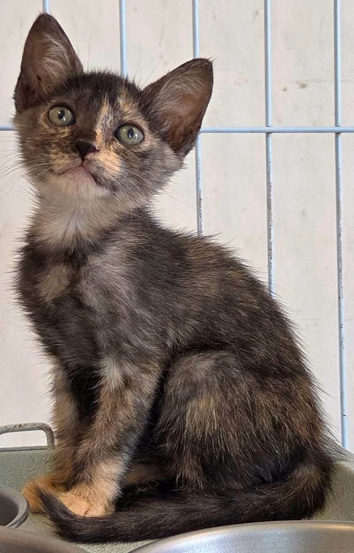 Gata mestiza hembra joven, Pequeño, refugio n.º …4003