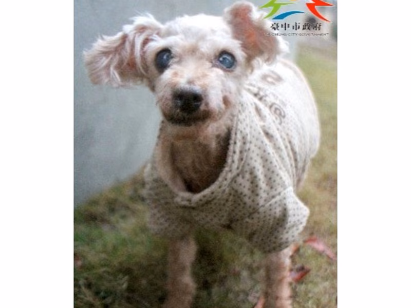 Brown adult female mixed-breed dog, Medium, shelter no. …6005