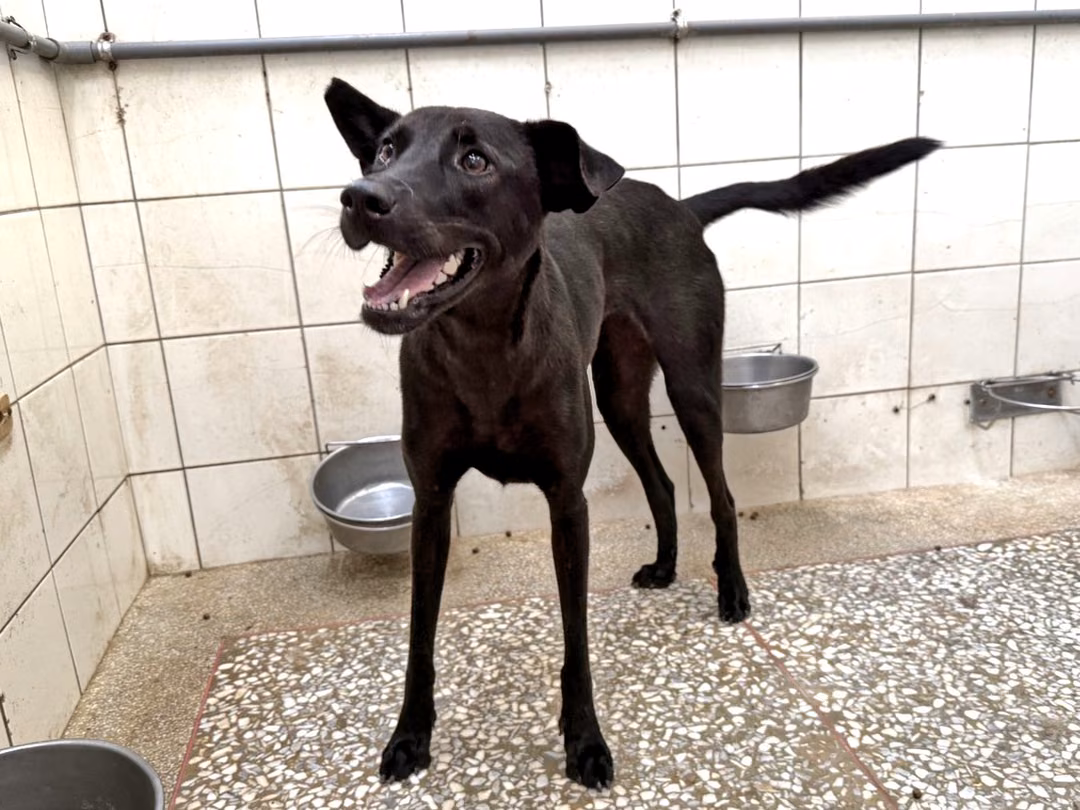 Black adult female mixed-breed dog, Large, shelter no. …25-1