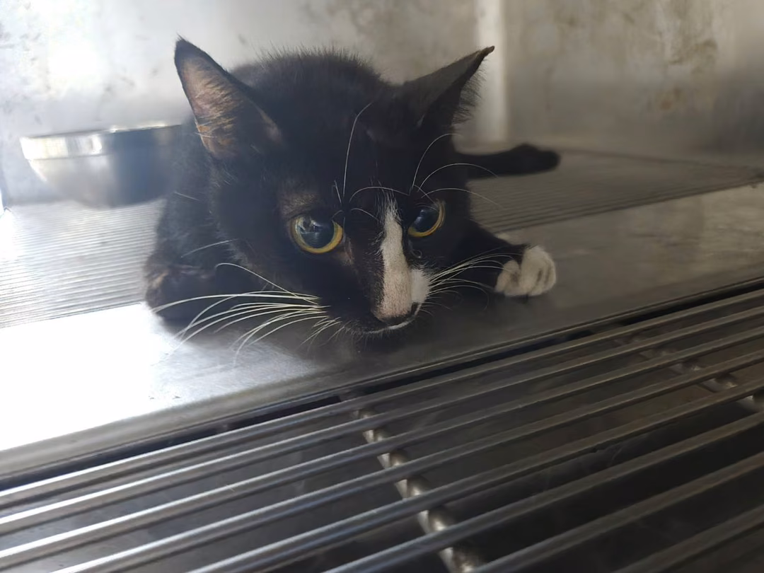 Black adult female mixed-breed cat, Medium, shelter no. …0001