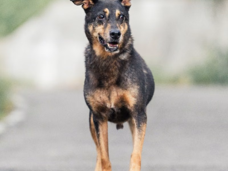 Black-and-tan adult male mixed-breed dog, Medium, shelter no. …0003