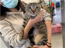 Black tabby adult female mixed-breed cat, Medium, shelter no. …6013