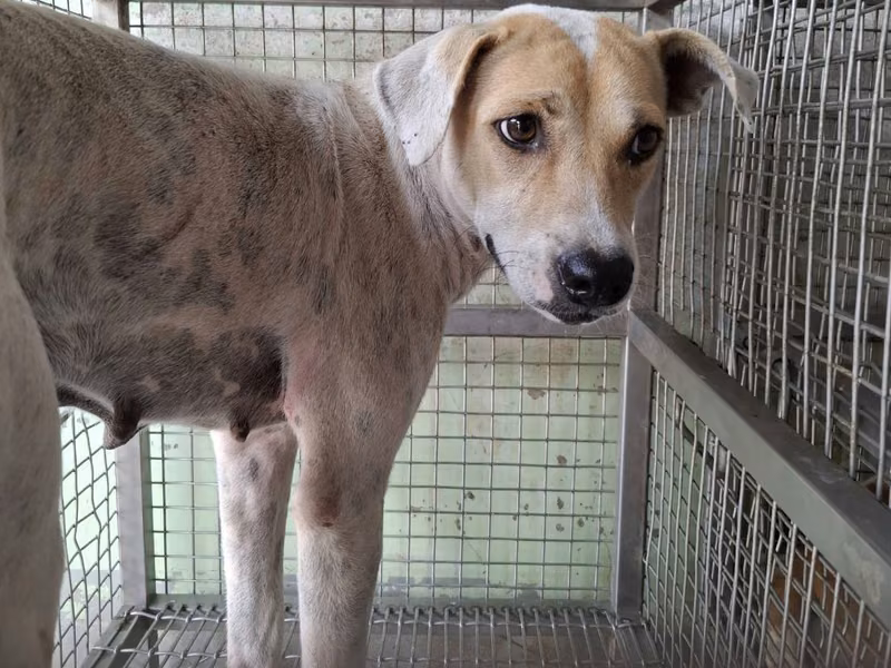 Tan-and-white adult female mixed-breed dog, Large, shelter no. …3-02