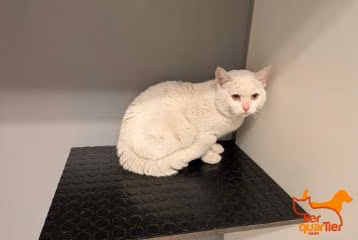 White adult male European Shorthair, shelter no. …4340