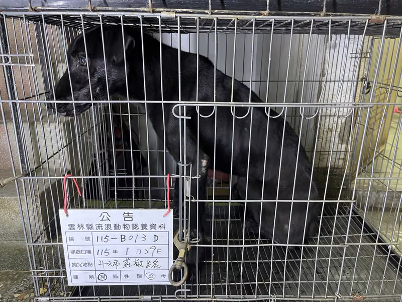 Black adult male mixed-breed dog, Large, shelter no. …013D