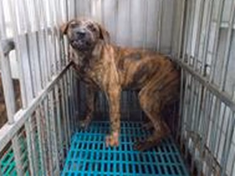 Tabby adult female mixed-breed dog, Medium, shelter no. …7679