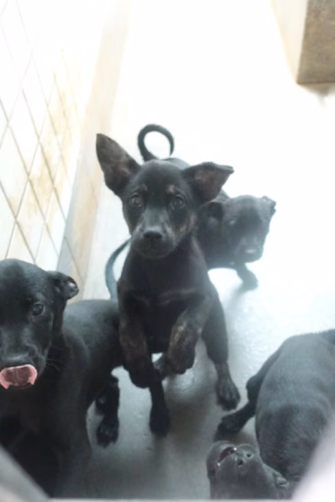 Black young mixed-breed dog, Small, shelter no. …0371