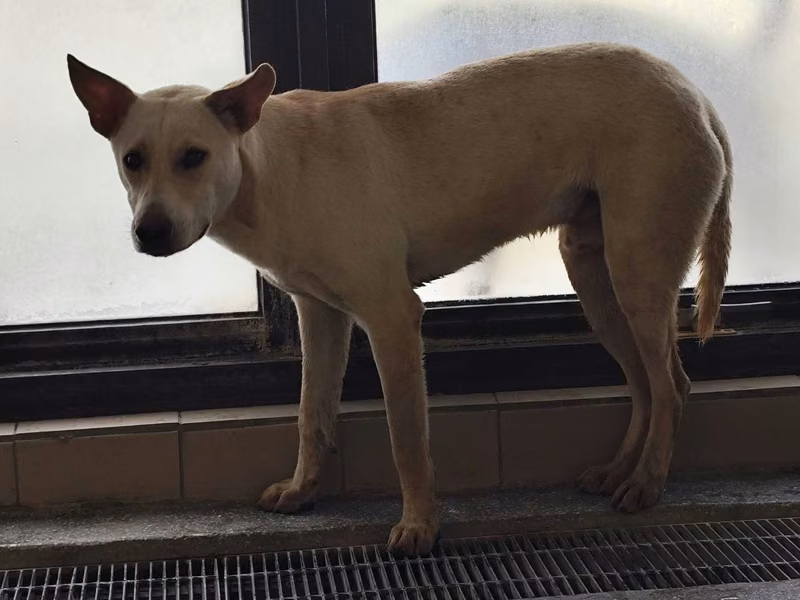 White adult male mixed-breed dog, Large, shelter no. …1002
