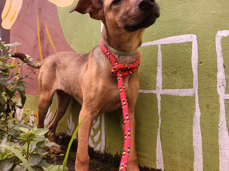 Tan adult female mixed-breed dog, Medium, shelter no. …6001