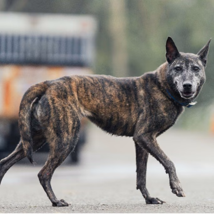 Tabby adult female mixed-breed dog, Medium, shelter no. …7001