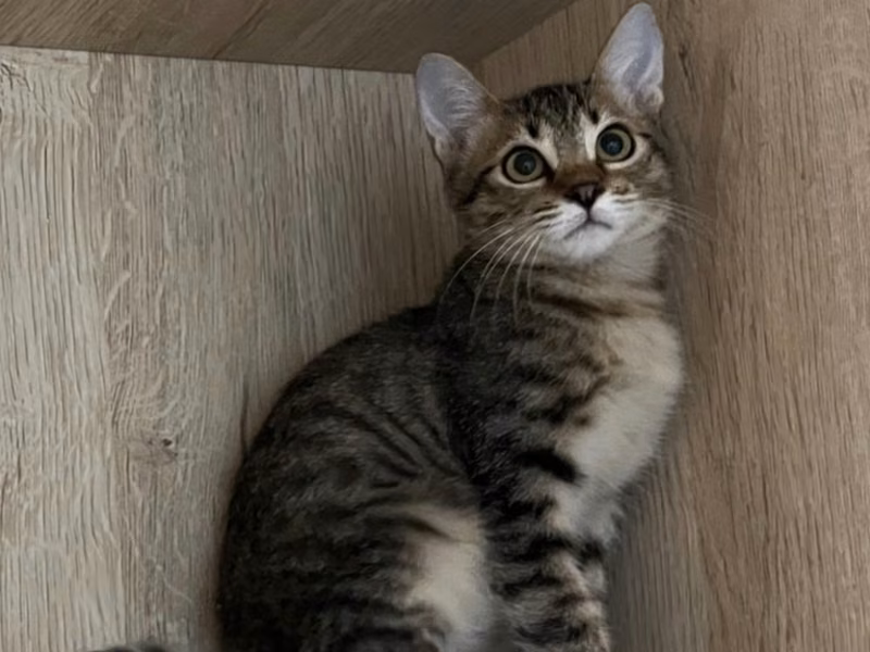 Tabby young female mixed-breed cat, Medium, shelter no. …0006
