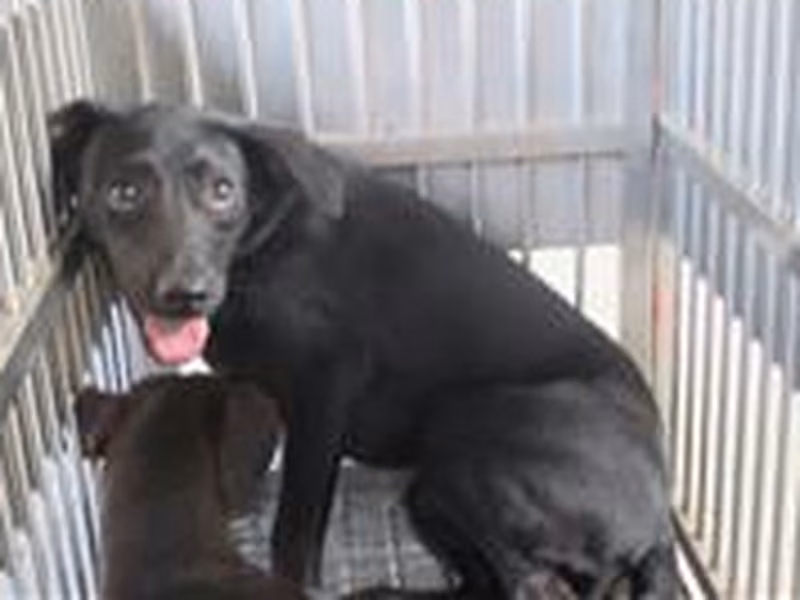 Black adult male mixed-breed dog, Medium, shelter no. …3002