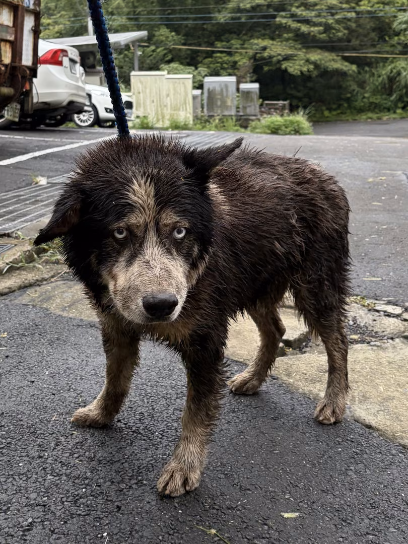Black adult male mixed-breed dog, Medium, shelter no. …7002