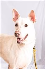 White adult male mixed-breed dog, Large, shelter no. …0501