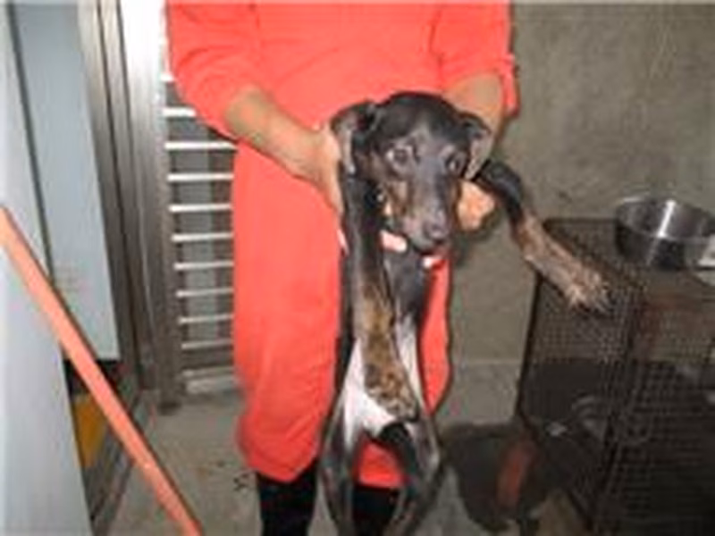 Black adult female mixed-breed dog, Medium, shelter no. …2003