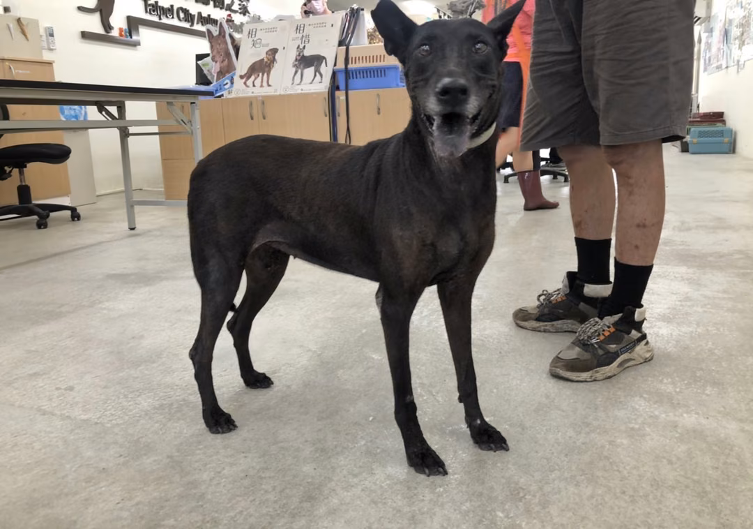 Black adult female mixed-breed dog, Medium, shelter no. …1005