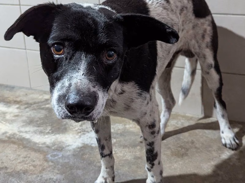 Black-and-white adult male mixed-breed dog, Medium, shelter no. …3003